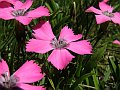 Caryophyllaceae - Dianthus neglectus